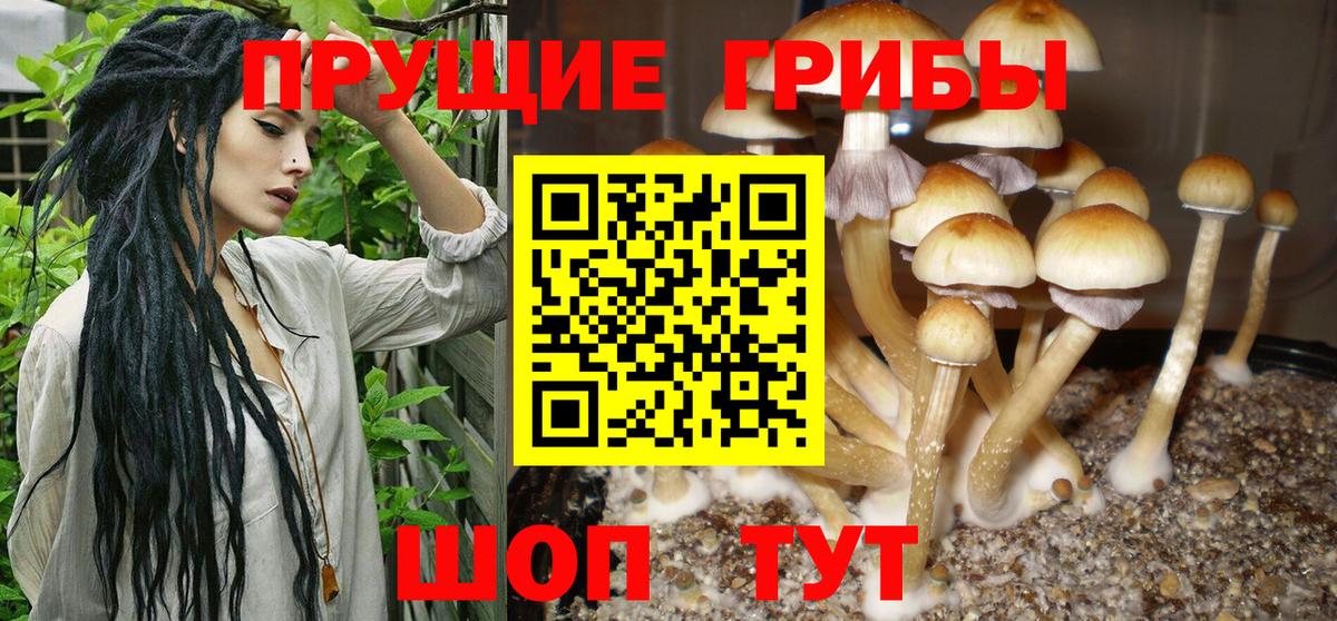 Галлюциногенные грибы GOLDEN TEACHER Долгопрудный